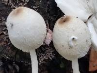 Leucocoprinus cepistipes image