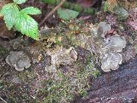 Peltigera membranacea image