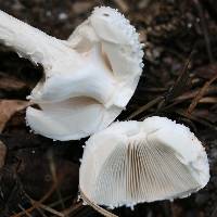 Amanita abrupta image