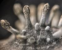 Cordyceps clavulata image