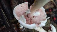 Agaricus leptocaulis image