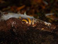 Calocera furcata image