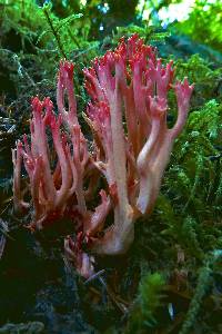 Ramaria cyaneigranosa image