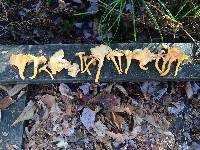 Craterellus lutescens image