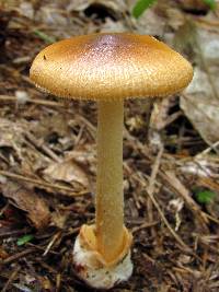 Image of Amanita daimonioctantes