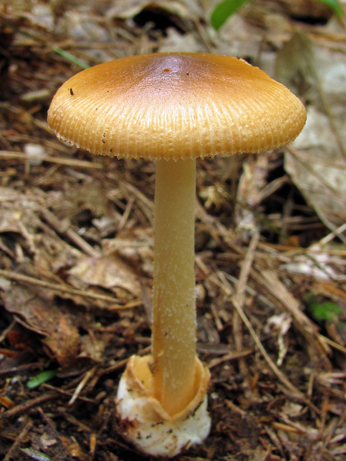 Amanita daimonioctantes image