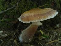 Armillaria solidipes image