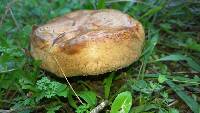 Paxillus involutus image