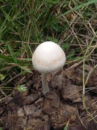 Panaeolus antillarum image