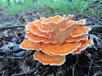 Laetiporus cincinnatus image