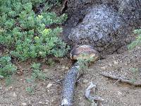 Fomitopsis schrenkii image