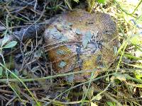 Suillus reticulatus image