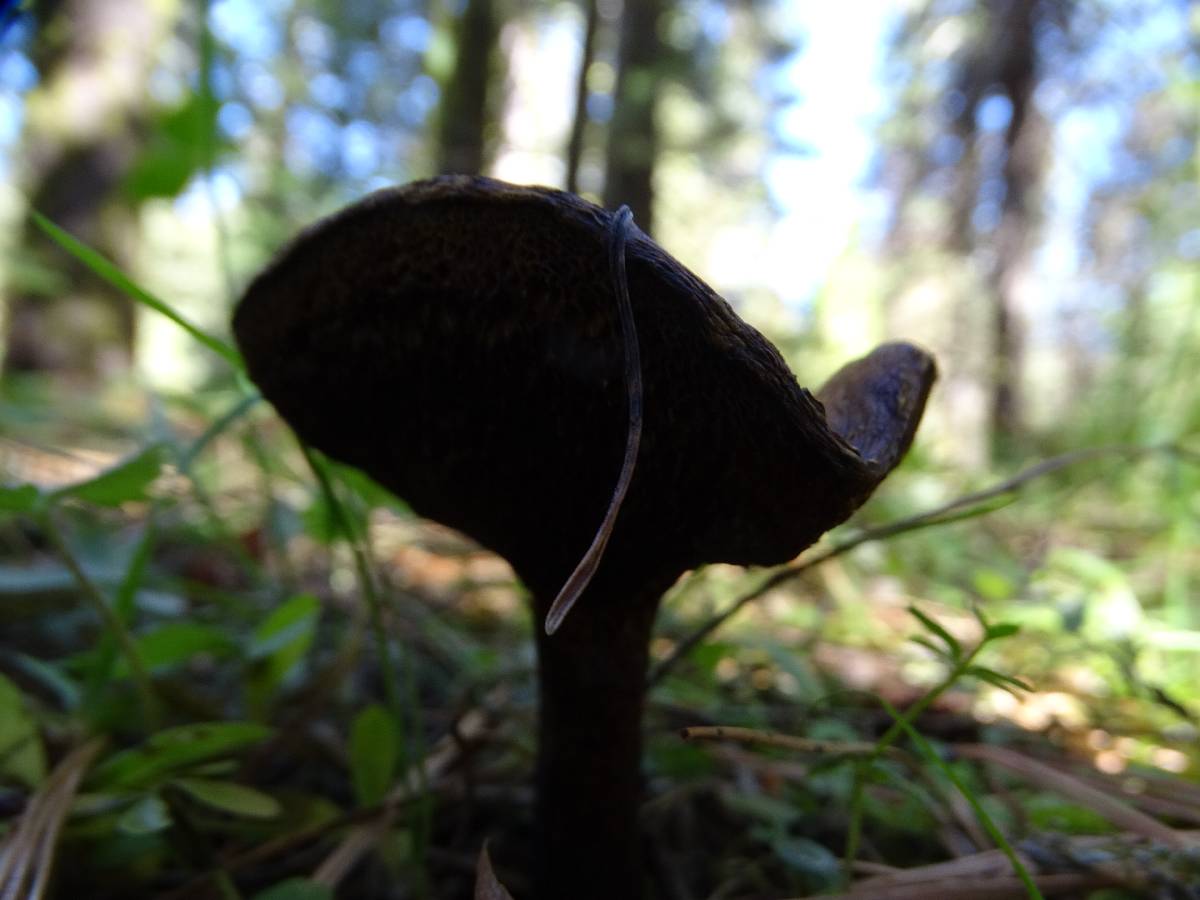 Suillus reticulatus image