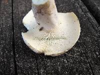 Lactifluus glaucescens image