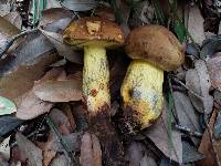 Boletus luridellus image