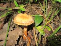 Cortinarius distans image