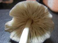 Pluteus longistriatus image