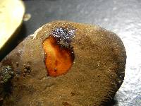 Boletinellus merulioides image
