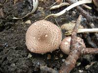 Echinoderma asperum image