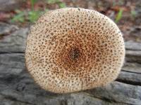 Echinoderma asperum image