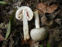 Agaricus pocillator image