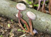 Laccaria amethystina image