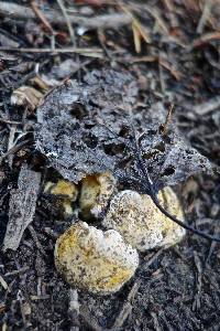 Cantharellus roseocanus image