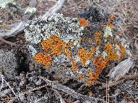Xanthoria elegans image