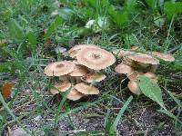 Armillaria gallica image