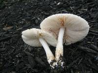 Pluteus petasatus image