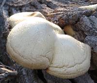 Volvariella bombycina image