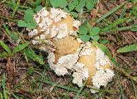 Lycoperdon marginatum image