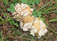 Lycoperdon marginatum image