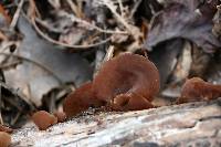 Auricularia angiospermarum image