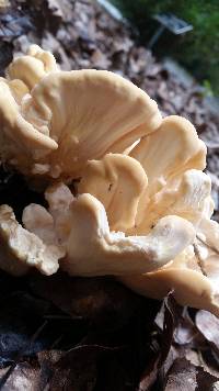 Meripilus sumstinei image