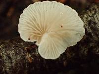 Crepidotus caspari image