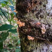 Pleurotus djamor var. roseus image