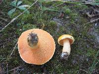 Suillus subaureus image