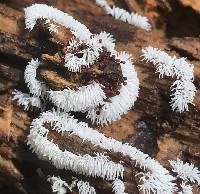 Ceratiomyxa fruticulosa var. fruticulosa image
