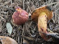 Butyriboletus floridanus image