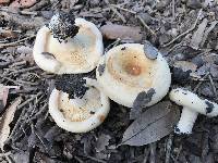 Lactarius deceptivus image