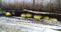 Pholiota limonella image