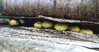 Pholiota limonella image