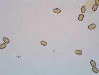 Pholiota limonella image