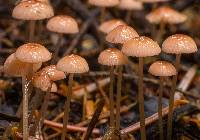 Mycena rosella image