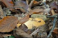 Cortinarius allutus image