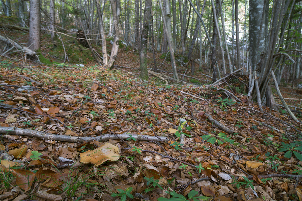 Cortinarius allutus image