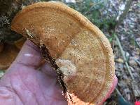 Vanderbylia robiniophila image