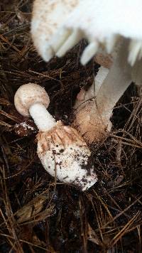 Amanita daucipes image