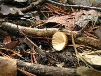 Marasmius fulvoferrugineus image